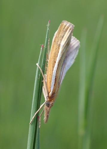 Réf. 297 912 : Agriphila tristella